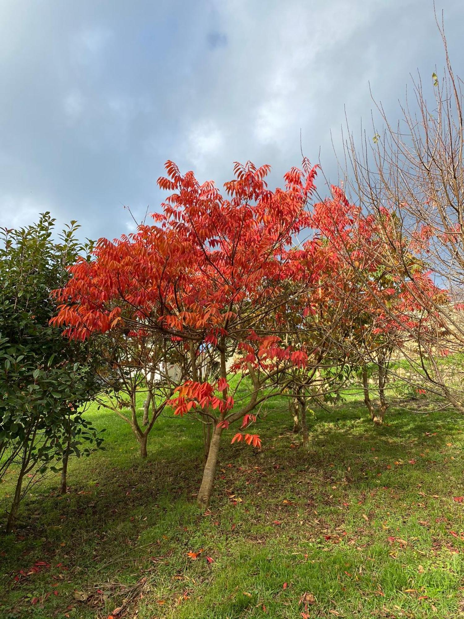 Finca Portizuelo Luarca Bagian luar foto
