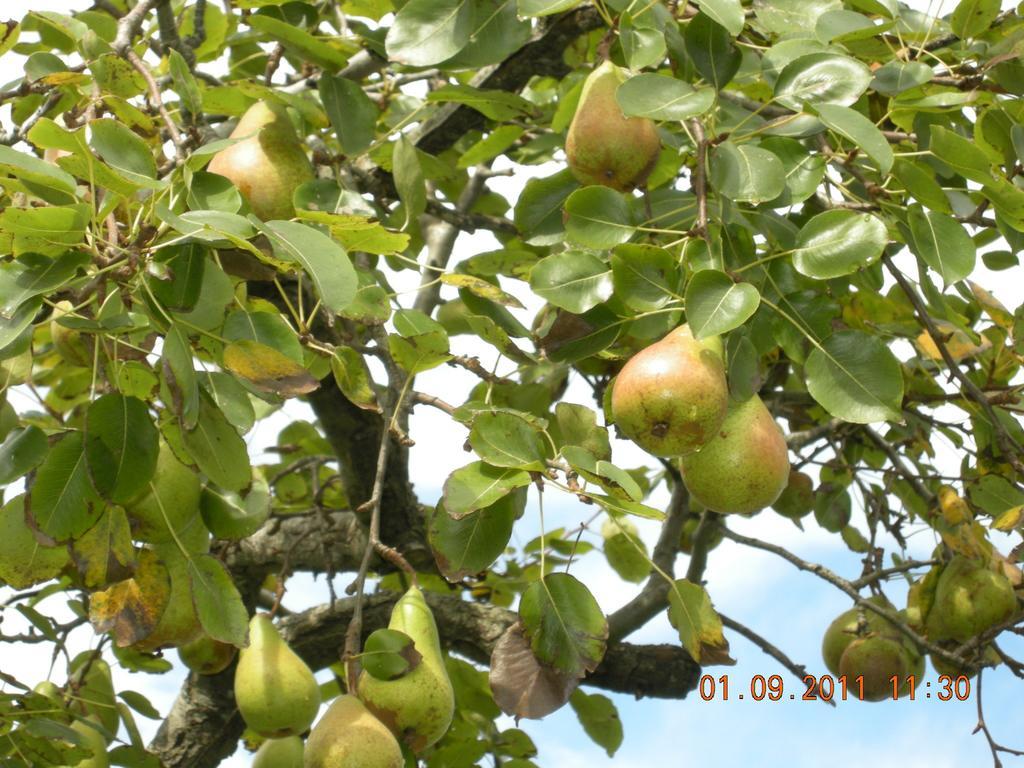 Finca Portizuelo Luarca Bagian luar foto