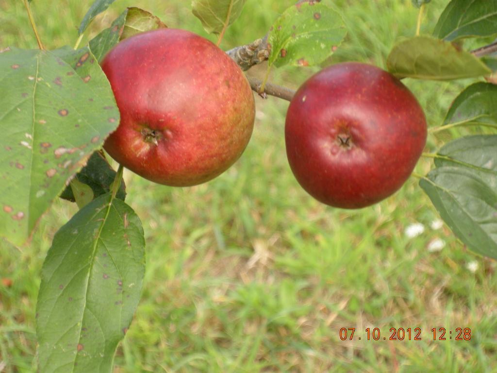 Finca Portizuelo Luarca Bagian luar foto
